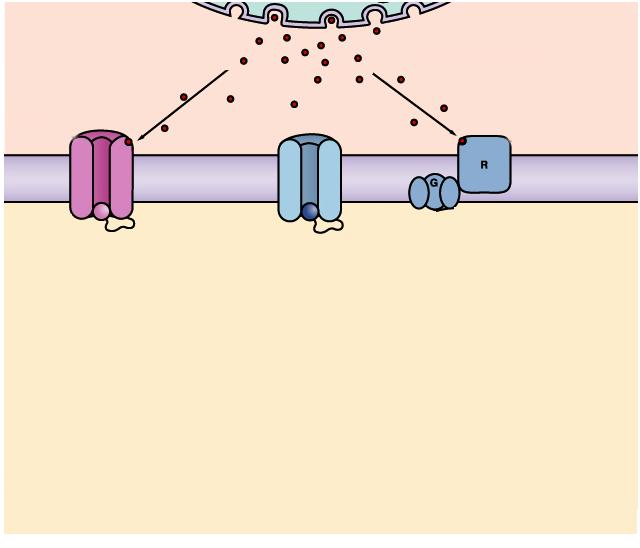 Gli effetti intracellulari, post-sinaptici, dei neurotrasmettitori RECETTORI IONOTROPICI O Recettori-canale Canale Ionico RECETTORI METABOTROPICI o a 7TM accoppiati a proteine G Il canale si apre