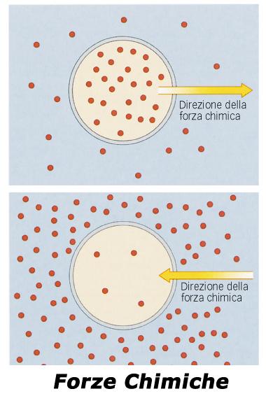 Le forze agenti su uno ione che attraversa la membrana plasmatica Supponiamo che lo ione