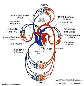 I due circoli (grande e piccolo) sono posti in serie e formano una specie di 8, al cui centro si trova il cuore.
