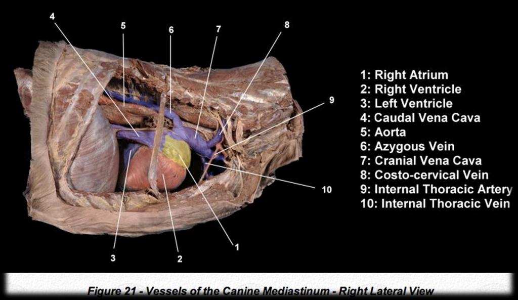 L apice è posto in vicinanza dello sterno, in corrispondenza della sesta cartilagine costale.