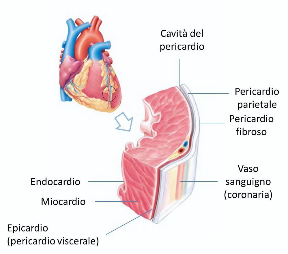 Il pericardio è