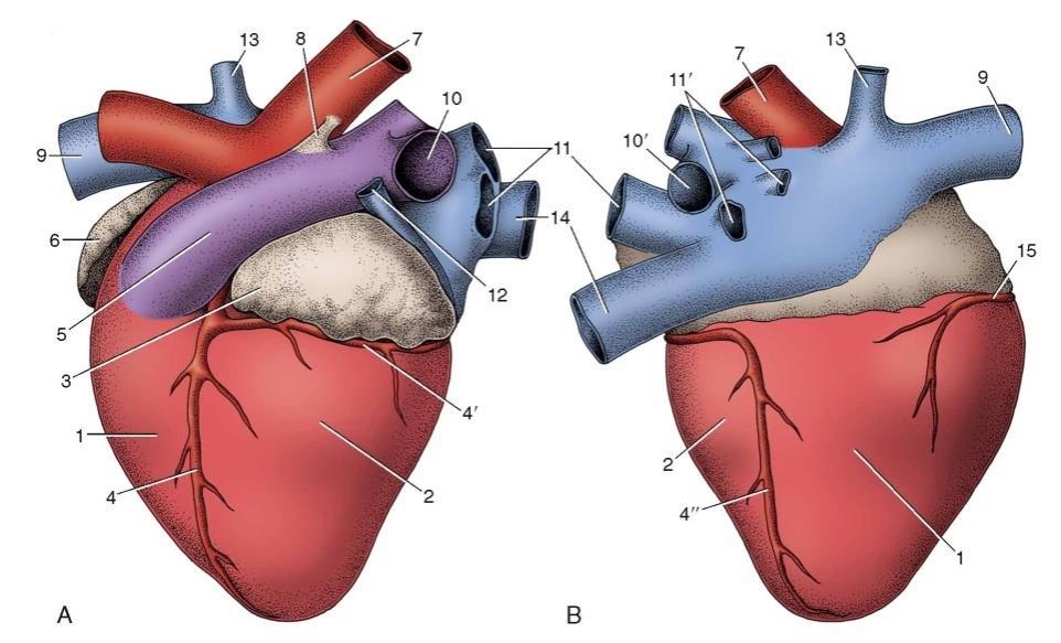 L atrio dx si prolunga alla sua estremità opposta nell auricola dx (10), come l atrio sx nell auricola sx (11), appendici a fondo cieco degli atrii 1 ventricolo sx, 2 solco interventricolare, 3