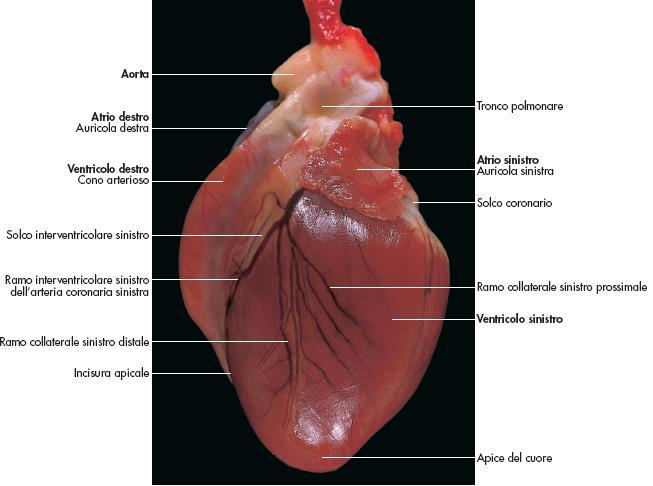 Sebbene i ventricoli esternamente appaiano fusi, la zona di separazione viene distinta grazie alla presenza di solchi, poco profondi, che discendono dalla base e si