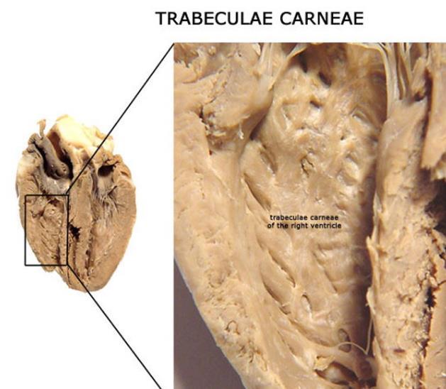 La zona di afflusso presenta dei rilievi muscolari della parete detti trabecole carnee mentre la parte arteriosa ha pareti lisce.