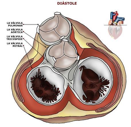 Durante la sistole ventricolare il sangue viene spinto nel tronco polmonare.