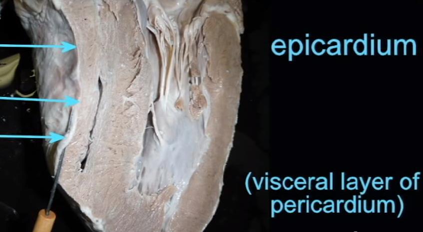 EPICARDIO (pericardio viscerale): rivestimento sieroso intimamente aderente alla superficie esterna del cuore per