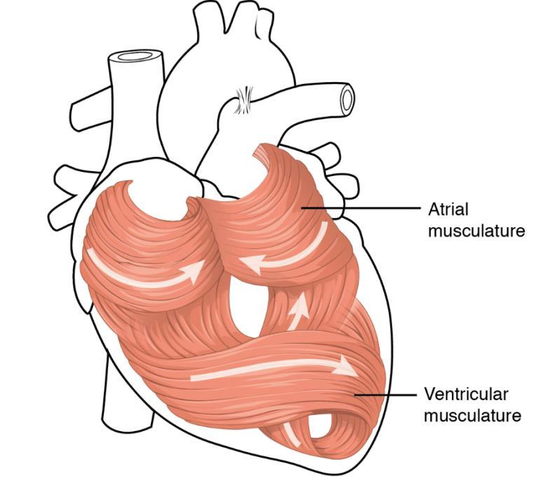 muscolare striato cardiaco, le