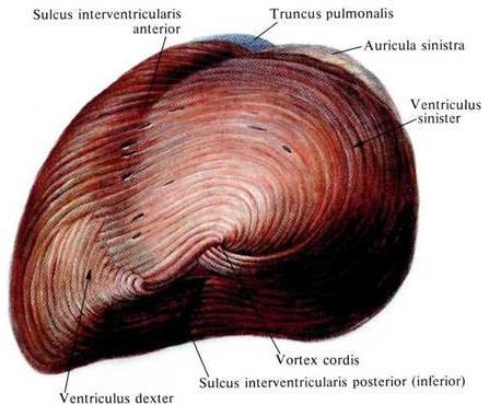 I tre strati sono rappresentati da: fibre oblique esterne ed anulari medie sinistrorse nonché da fibre longitudinali interne destrorse.