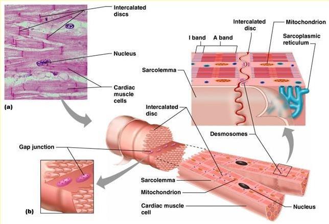 I miociti sono cellule piuttosto corte, monucleate e spesso ramificate.