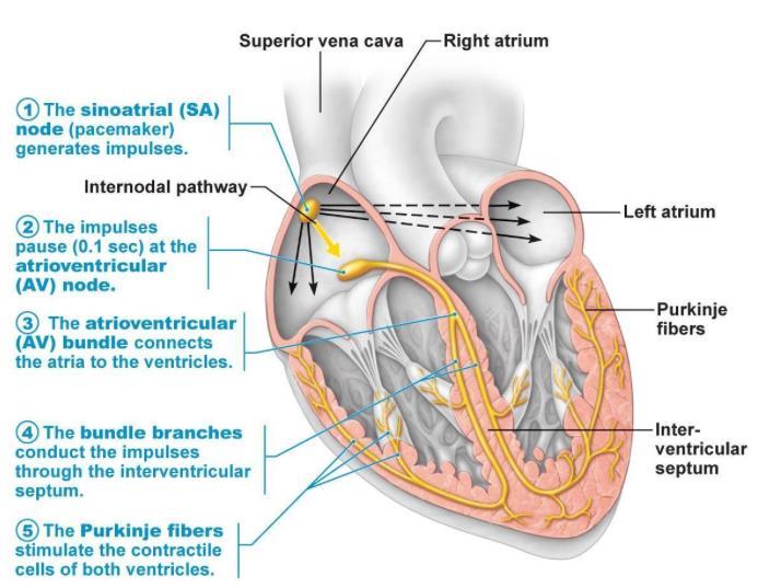 Il cuore dispone di un sistema autonomo di regolazione della