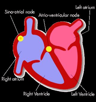 livello dello sbocco del seno coronario, da cui parte il fascio