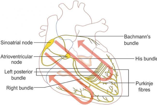 Dal momento in cui l eccitazione investe il nodo atrioventricolare, l attivazione del cuore