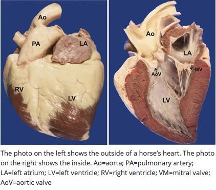 Negli equini il cuore si presenta con una forma più globosa e con un apice più appuntito.