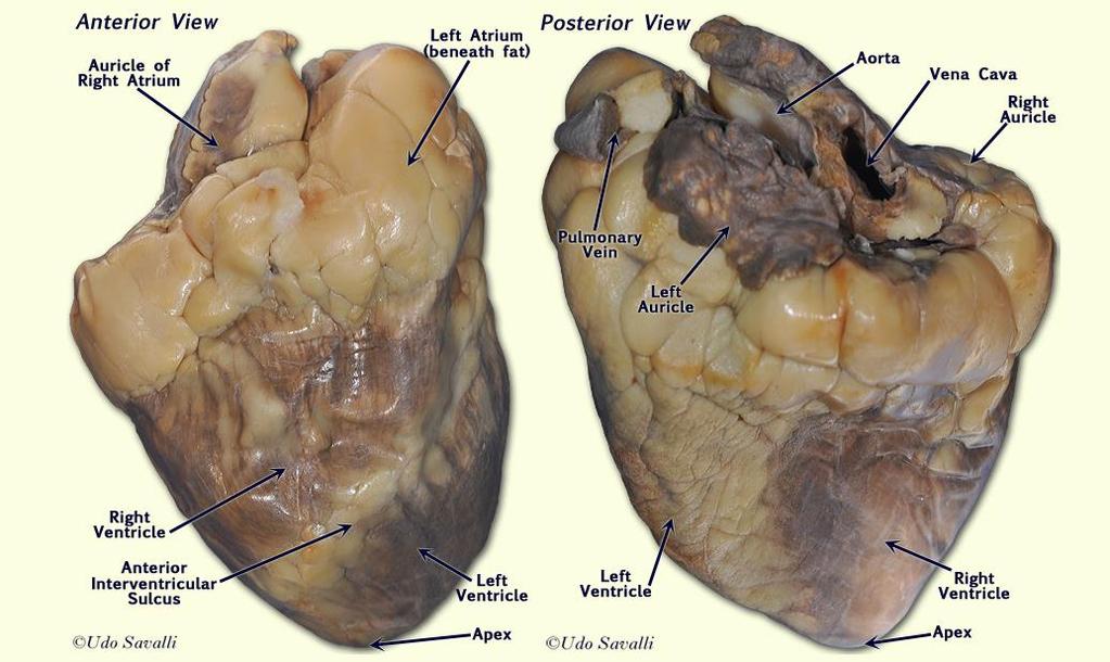 aspetto simile