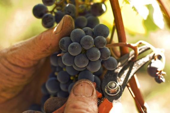 Foto n 1 Foto n 2 Tutte le restanti varietà bianche e rosse sono in fase di raccolta, riscontrando per esse un evidente anticipo di maturazione, con gradazioni zuccherine di tutto rispetto.