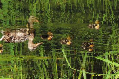 Birdwatching e visita naturalistica al sentiero 5 Non tutti sanno che presso il Belvedere Superiore del Parco della c e un luogo nascosto dove, muniti di binocolo, e possibile osservare l avifauna