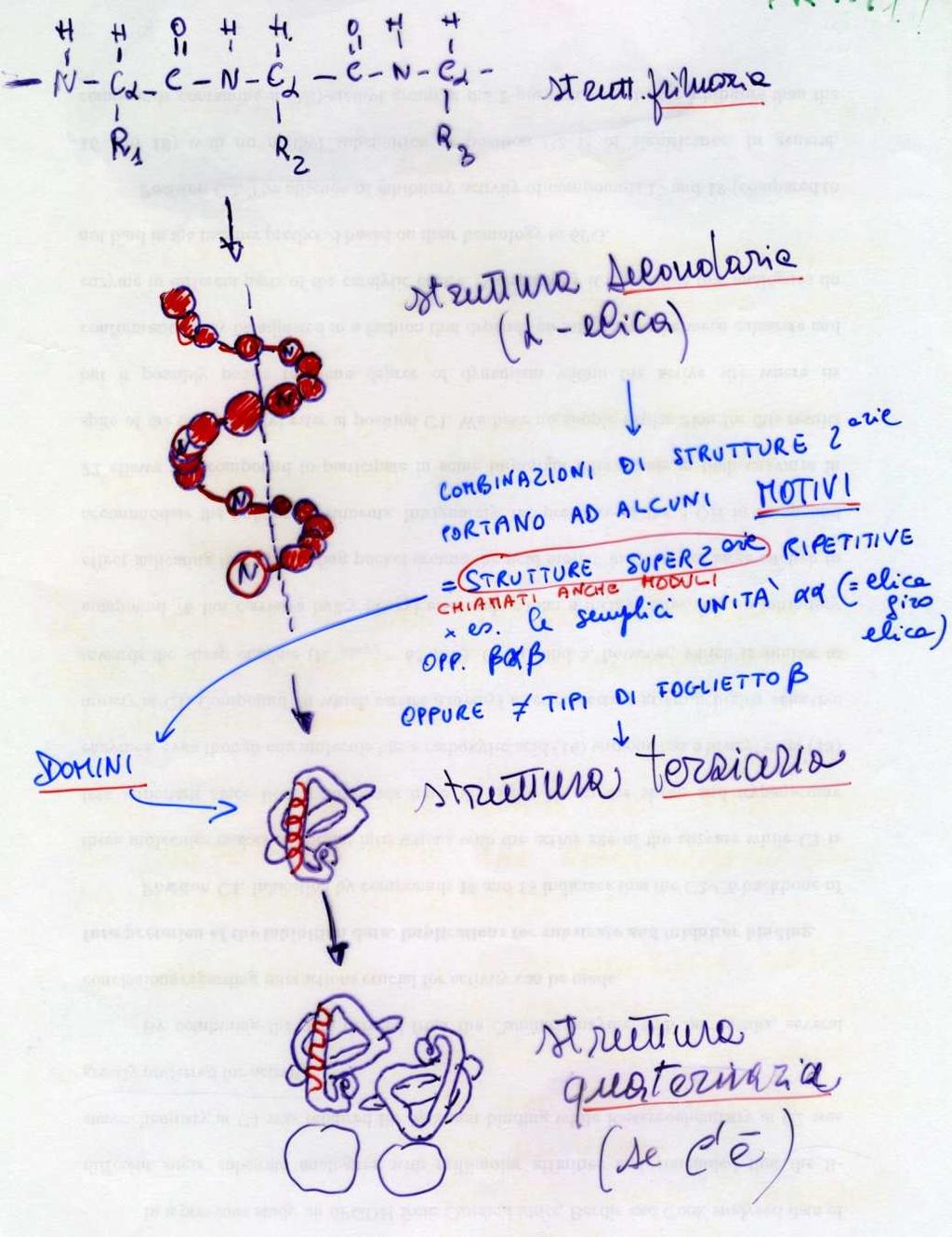Quattro livelli di struttura determinano la forma di una proteina Primaria: la sequenza lineare degli amino acidi Secondaria: l organizzazione di parti di una catena polipeptidica (esempio: l α