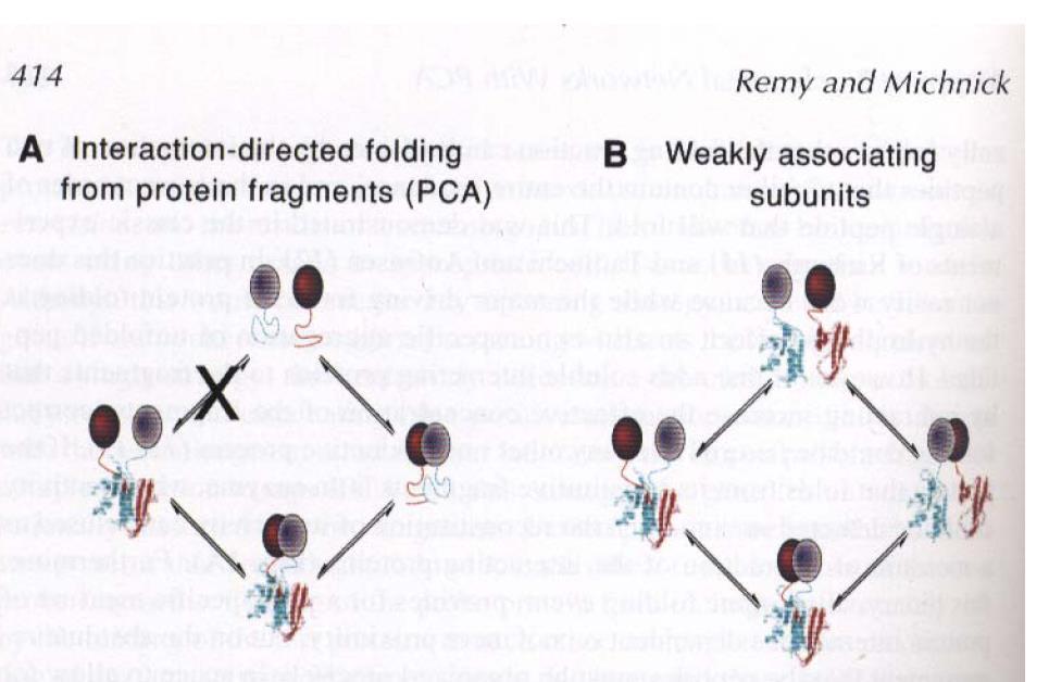 Protein Complementation Assay proteina reporter è separata in due frammenti i frammenti sono fusi geneticamente ai