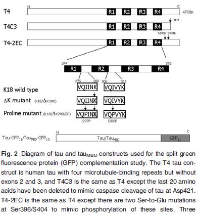 T4 = tau wt T4C3 tau