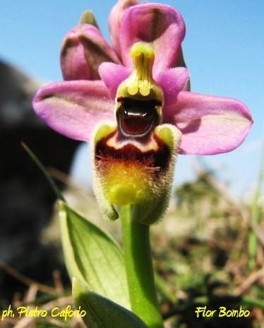 Le orchidee spontanee, uniche tra le variegate ricchezze della nostra flora spontanea, si mostrano ai nostri occhi come
