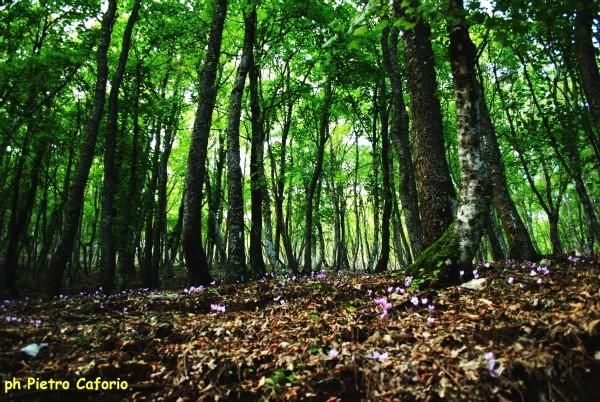 ITINERARIO TREKKING BOSCO DELLA DIFESA: DOLINE, NEVIERE, PISCI- NE (territorio di San Marco in Lamis,