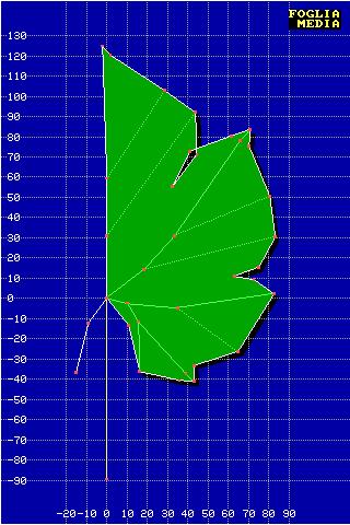 Ampelometria: cluster analysis (su 47