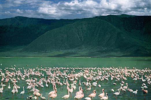 6 GIORNO: Ngorongoro National Park Al mattino dopo colazione partenza per lo Ngorongoro Crater.