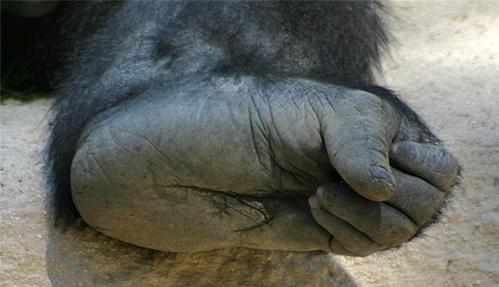 Il piede dei grandi primati è molto più simile a