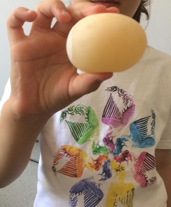 ESPERIMENTO MAGICO L insegnante ha portato un barattolo con dentro un uovo che è stato immerso nell aceto per 24 ore.