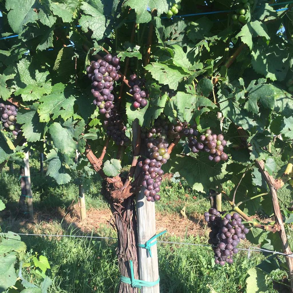 Visto l andamento climatico, particolarmente aggressivo in Regione (gelate e grandinate), la produzione d uva ha subito un calo stimato del venti per cento, rispetto allo scorso anno, ma con una