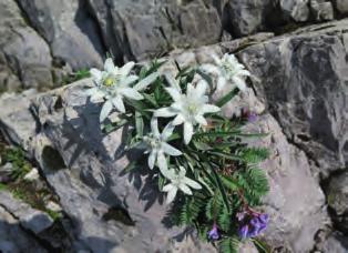 EDELWEISS O