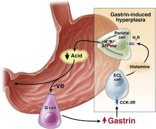 Rebound ipersecrezione gastrica Presupposto fisiopatologico: In corso di