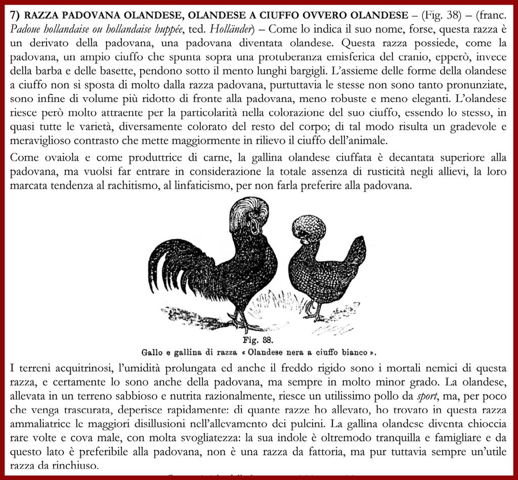 Ecco come agli inizi del 900 veniva giudicata l Olandese ciuffata dallo zoologo Teodoro Pascal (Napoli 1857 - Napoli 1937) nel volume Le razze della gallina domestica del 1905.