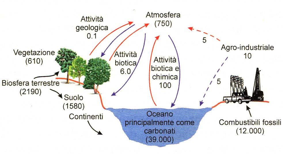 I BENEFICI AMBIENTALI IL Legno Giacimento di Energia Rinnovabile Il LEGNO rappresenta una forma di accumulo dell energia solare, ovvero il motore di reazione della