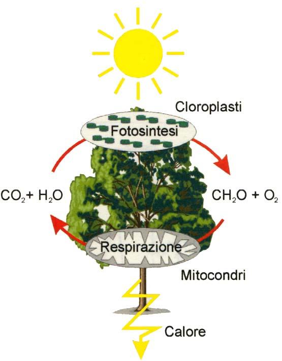 La combustione del LEGNO libera l energia immagazzinata dalla fotosintesi producendo calore.