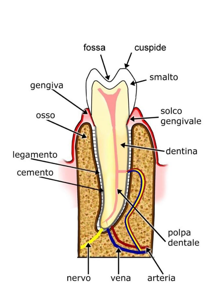 PDF 1. Endodonzia ortograda prima parte.