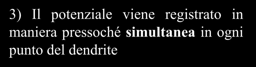 simultanea in ogni punto del dendrite 4) L intensità del