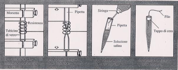 I microelettrodi Un microelettrodo è un elettrodo così sottile da riuscire a penetrare la membrana plasmatica senza lesionarla.