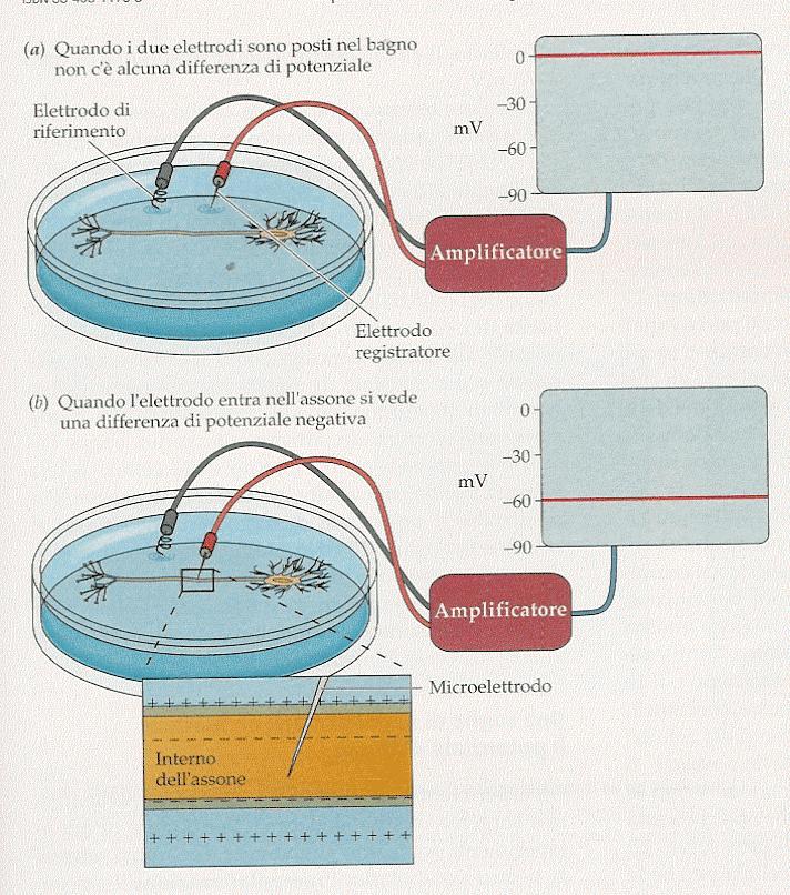 Il potenziale di riposo 0 Se entrambi gli elettrodi sono posti nel liquido