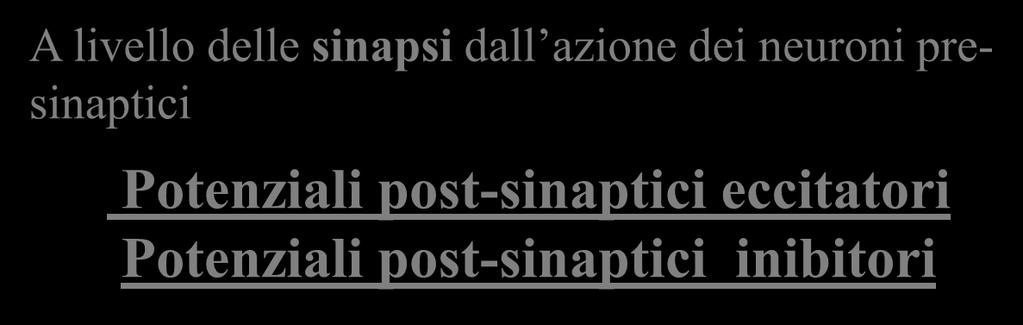 Potenziali post-sinaptici inibitori Sperimentalmente i potenziali