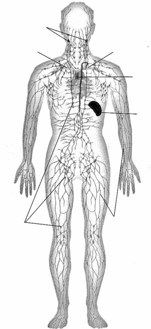 IL SISTEMA LINFATICO tonsille vena succlavia destra dotto toracico linfonodi vena succlavia sinistra timo milza vasi linfatici Il sangue non è l unico liquido che circola nel nostro corpo; accanto al