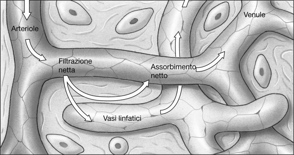 Linfa si forma alla fine della porzione arteriosa dei capillari, dove la pressione è elevata Acqua, elettroliti ed alcune proteine trasudano nel tessuto L'inversione di pressione nella porzione