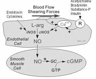 Monossido di azoto (NO): fattore rilasciante di origine endoteliale (EDRF), induce il rilasciamento del muscolo