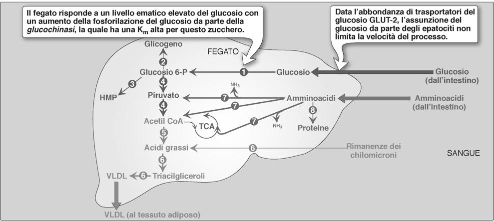 CENTRO DI DISTRIBUZIONE DEI NUTRIENTI METABOLISMO DEGLI AMMINOACIDI 1.Aumento della degradazione degli amminoacidi.