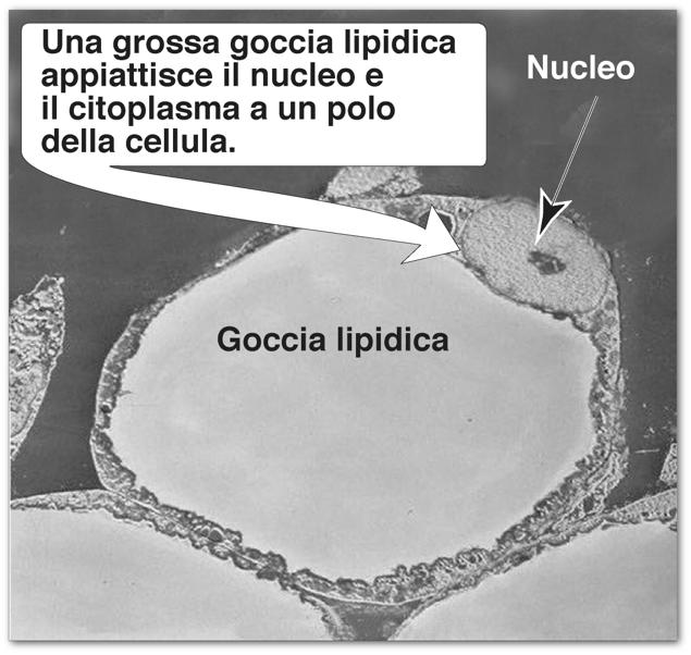 2.Aumento della sintesi proteica. Aumento transitorio proteine di nuova sintesi vanno a sostituire quelle degradate nel periodo precedente.