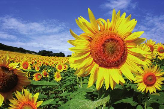 La gioia DeL girasole Camminando in macchina chissà quante volte abbiamo visto i campi di girasole, ammantati di colore giallo. Un vero spettacolo!