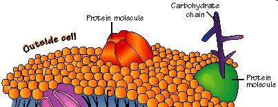 Membrane