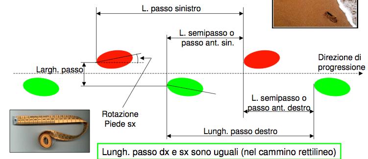 I parametri spaziali del passo ü lunghezza del passo dx/sx (stride length) [m]; [mm] ü lunghezza del p.