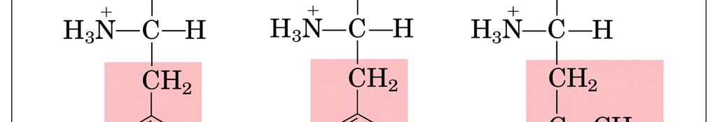 AROMATICI Catene laterali aromatiche, ingombranti Solo la Phe è completamente non polare