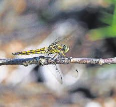 naturali, associazione ornitologica Ficedula, Scuola nel bosco e Parrocchia Sant